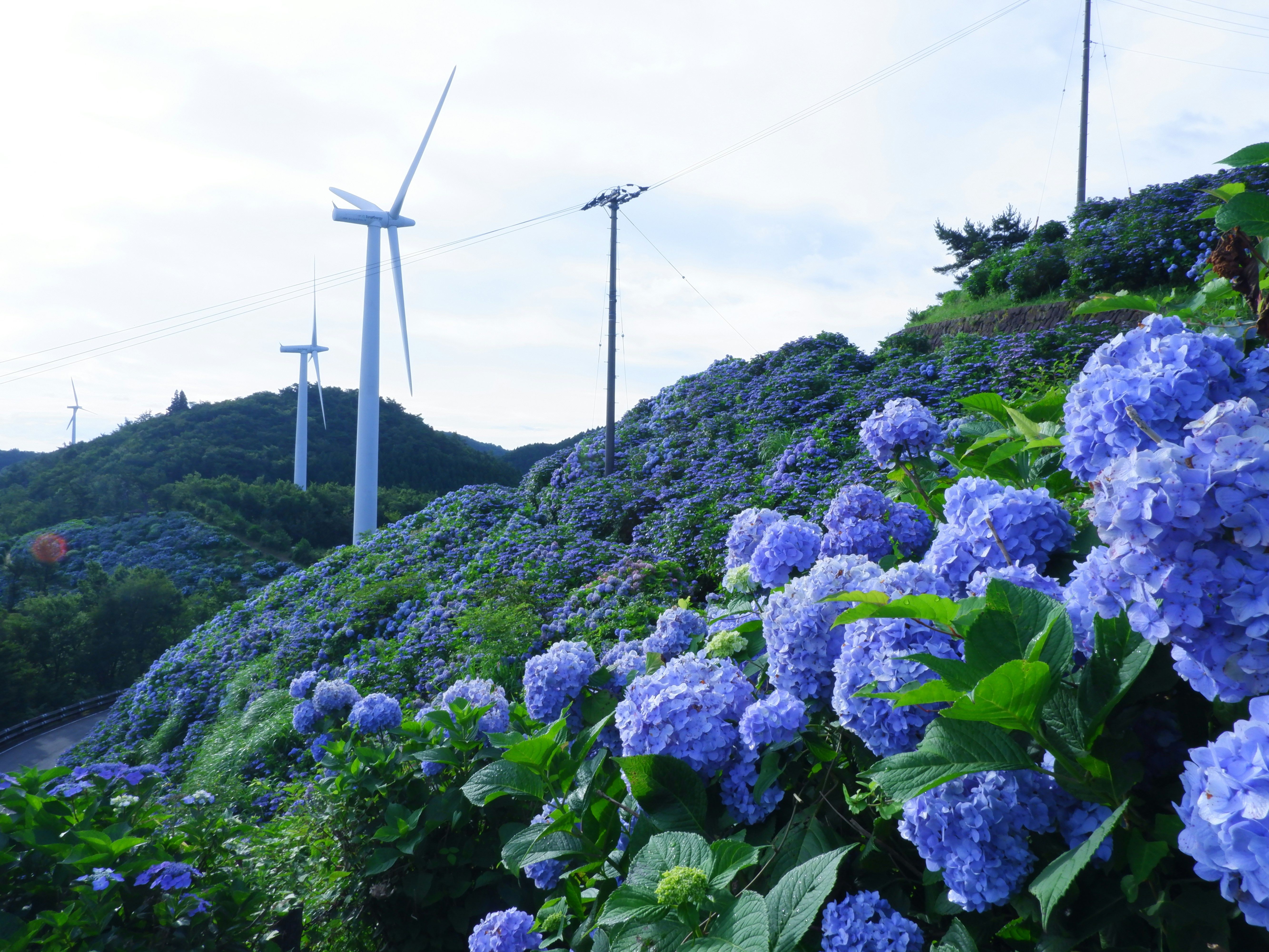Dinas Lingkungan Hidup Provinsi Bengkulu